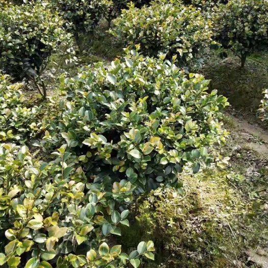 宁波茶梅 100~140cm