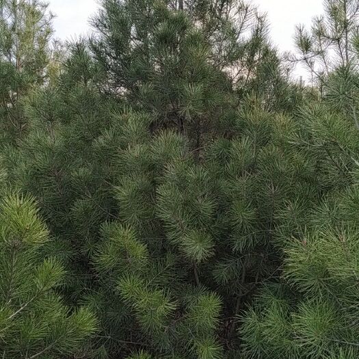 周至县白皮松 