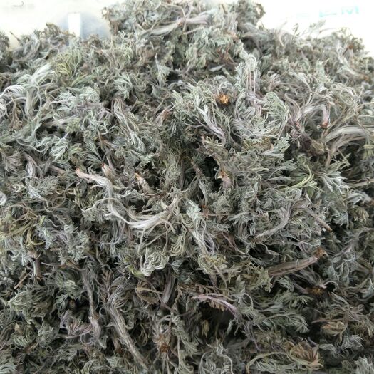康县茵陈 秦岭正月绵茵陈白蒿
