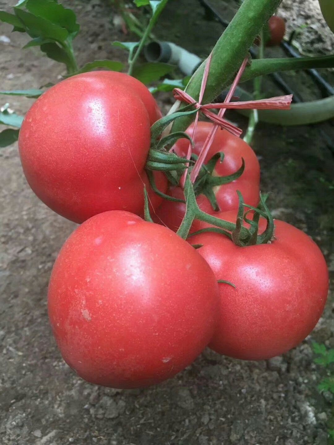 寿光市大粉番茄苗 供应毛粉番茄苗，越夏大果硬粉番茄苗，抗病毒番茄苗