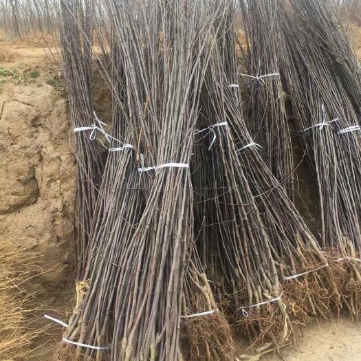绛县烟富10苹果苗  烟福10号苹果苗，长势好挂果早，个头大口感好吃