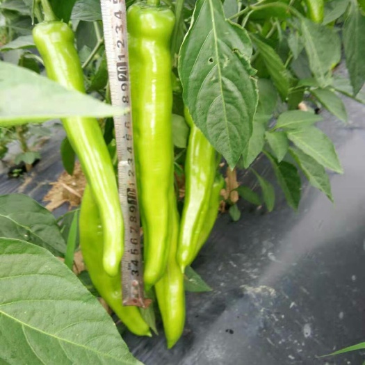 钦州尖椒 15~20cm 微辣 靑色 