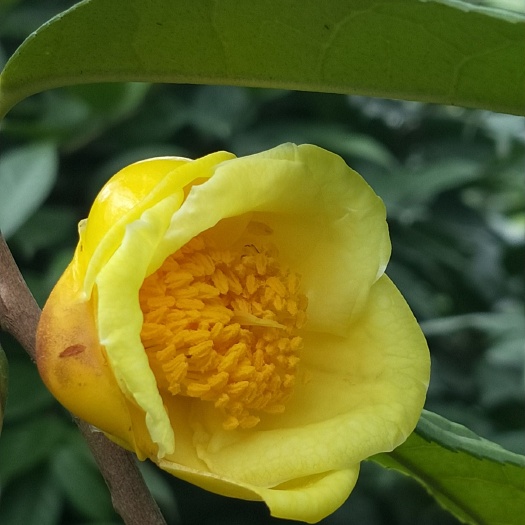 那坡县金花茶盆栽 原始森林挖出移植，部分树龄100年以上，树龄越长药用价值更好