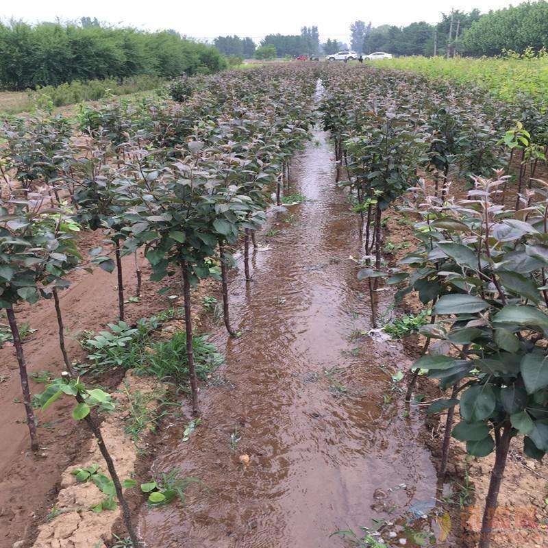 早酥红梨苗  1~1.5米 免费提供种植技术