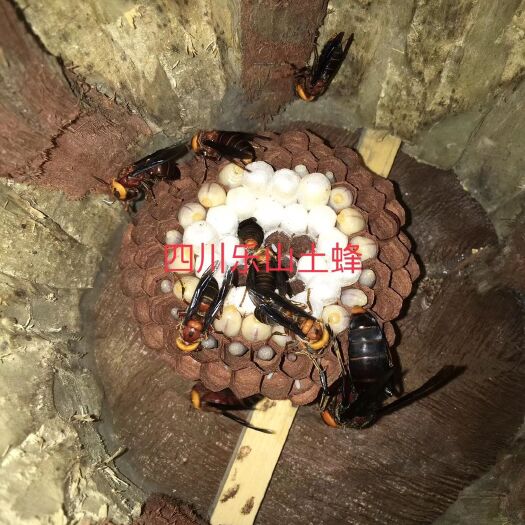 犍为县马蜂