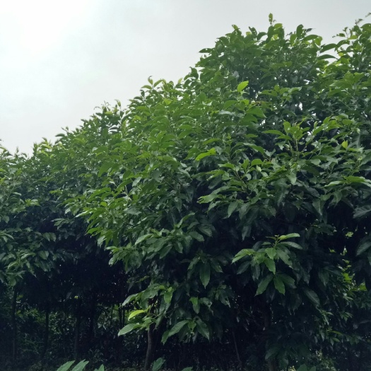 兴文县黄角兰 诚信经营是生存之道，你的信赖带给我们无穷动力，期待你的来电！