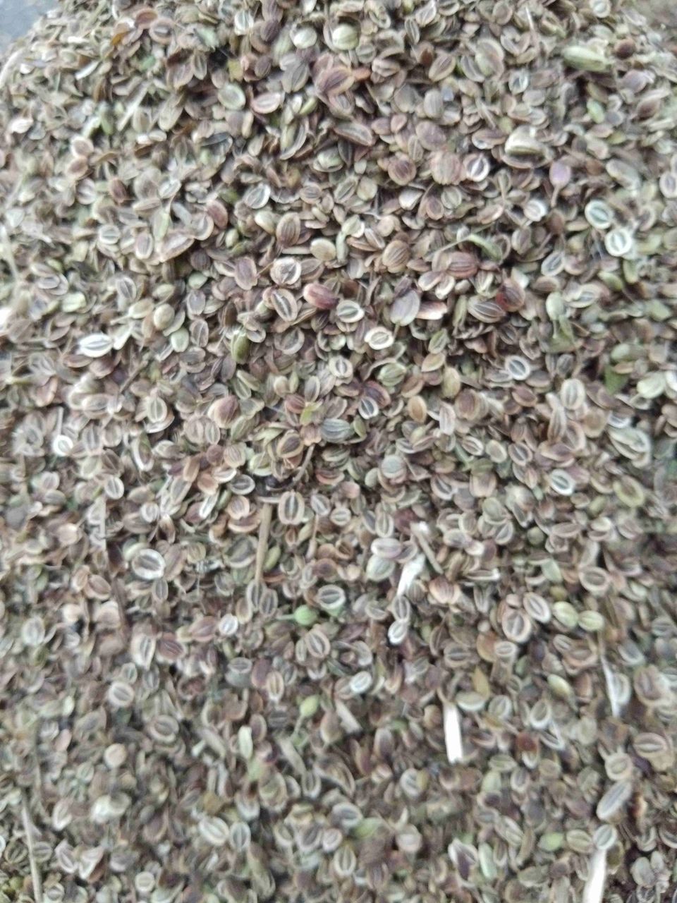 亳州白花前胡种子 纯新优质前胡种子，一手货源基地直供。