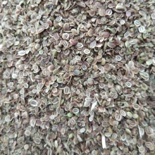 白花前胡种子 纯新优质前胡种子，一手货源基地直供。