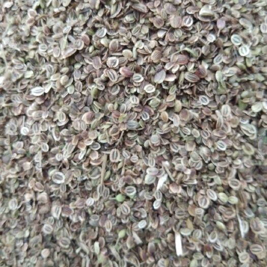 亳州白花前胡种子 纯新优质前胡种子，一手货源基地直供。