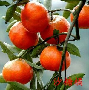 平邑县 橘子树苗金桔苗砂糖桔子苗柑桔苗盆栽地栽蜜橘苗南北方当年结果苗