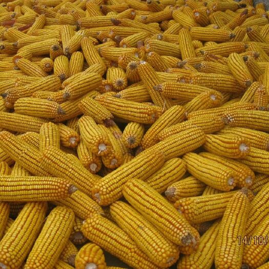 阆中市杂交玉米粒 净货 水份＜14% 