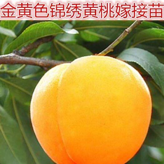 泰安锦绣黄桃苗 1~1.5米 