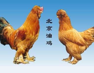 广州北京油鸡苗