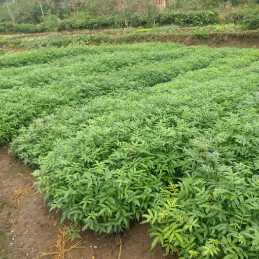 重庆市九叶青花椒苗 