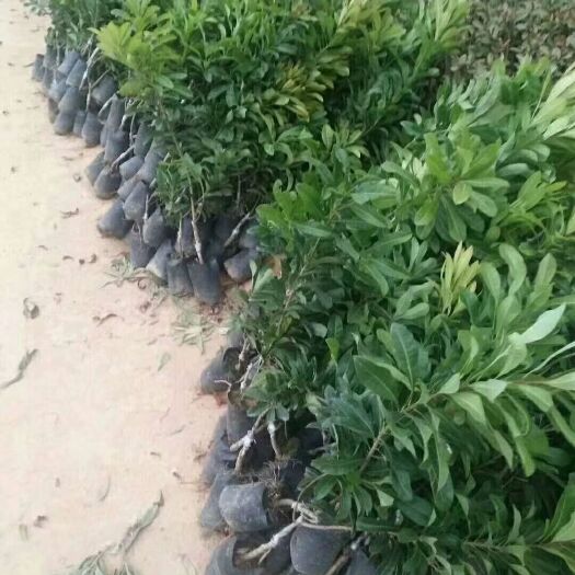 灵山县东魁杨梅树苗