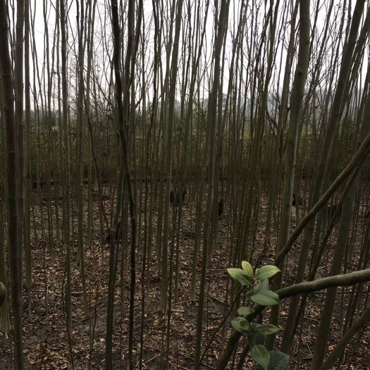 桃源县黄山栾树 