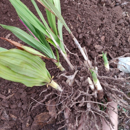 漾濞县紫花白芨苗 