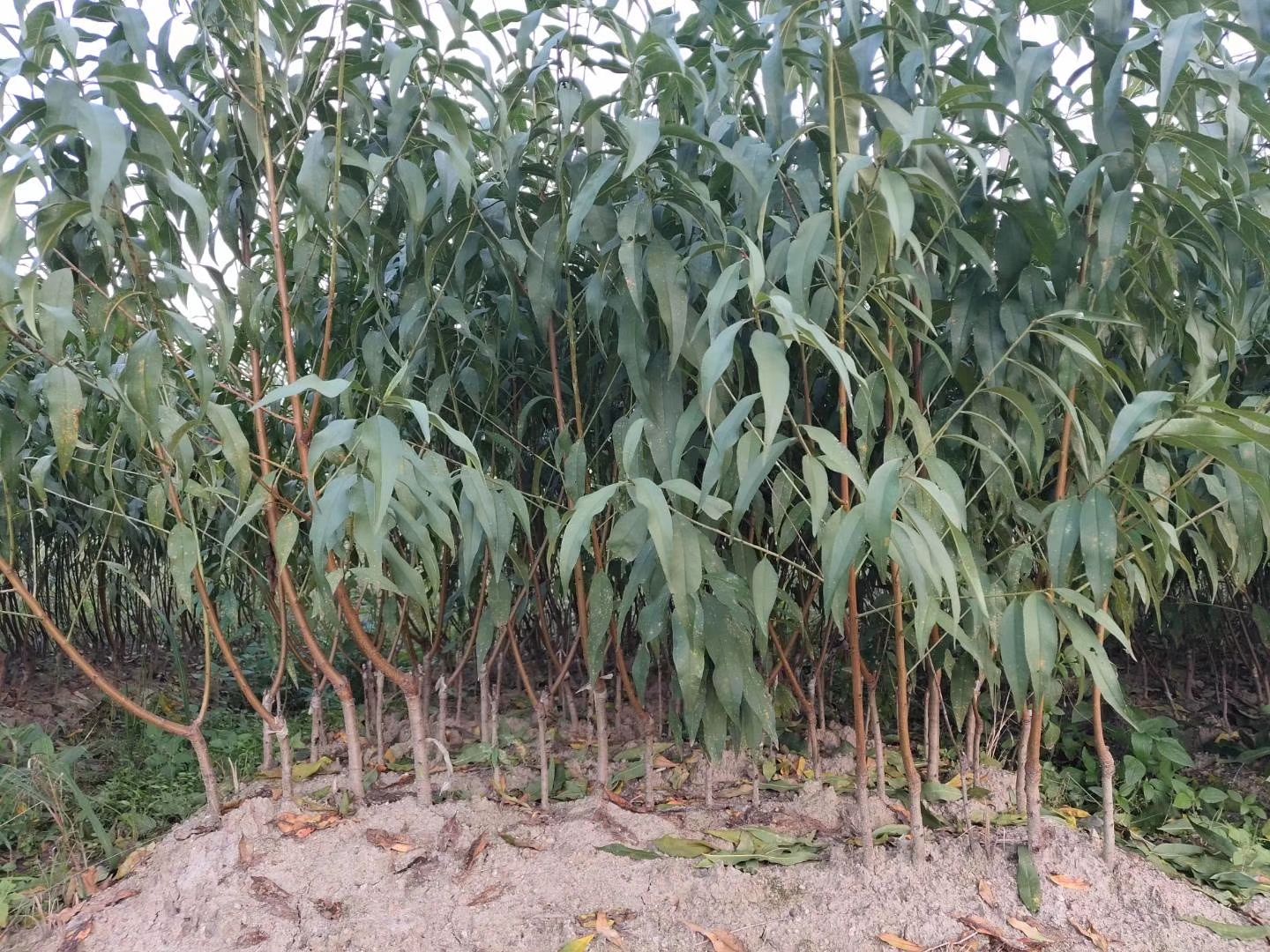 桃树苗湖南炎陵锦绣黄桃苗 根系发达 大量批发支持种植技术指导