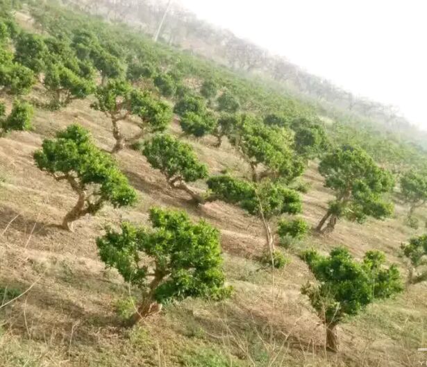 树形金银花 10公分以下 