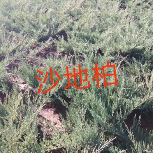 铁岭县侧柏苗 