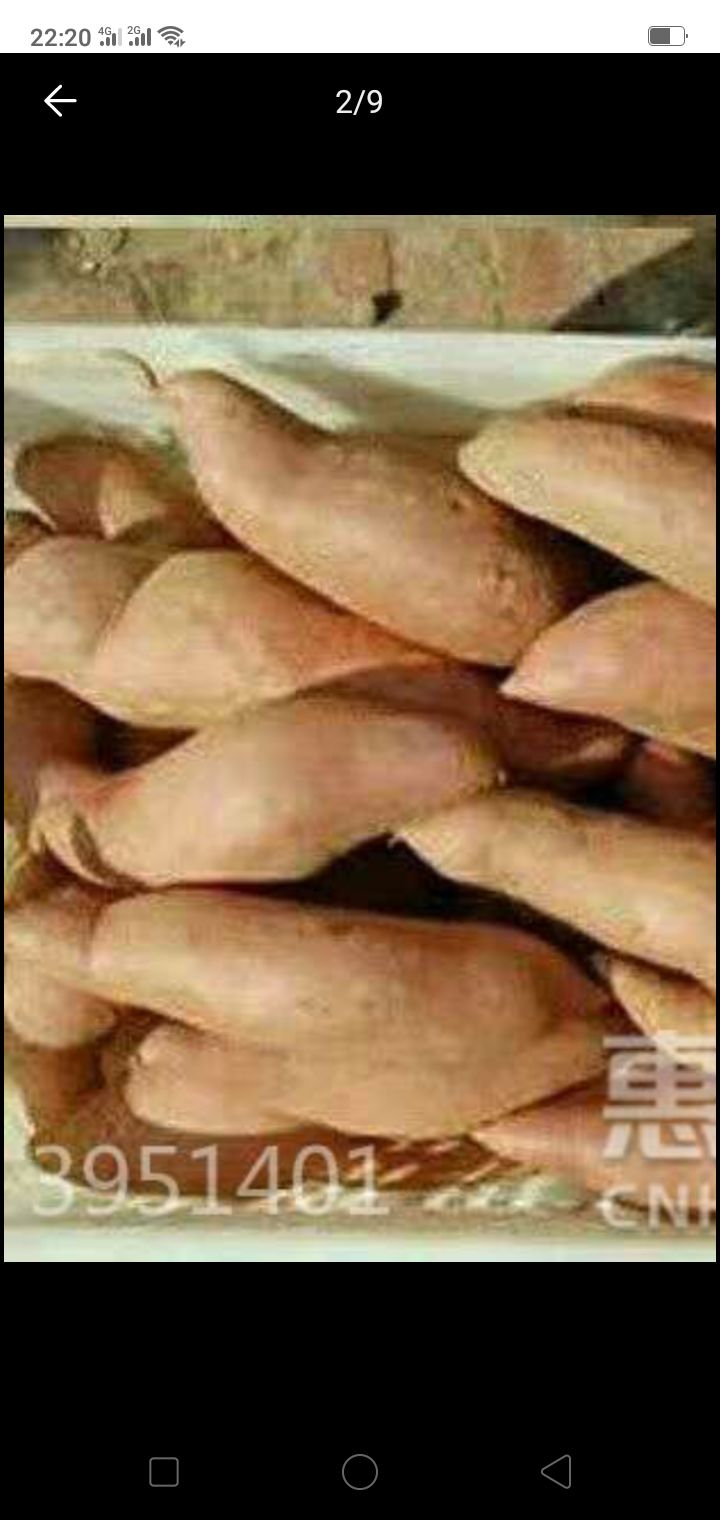 龙薯九号  混装通货 红皮 