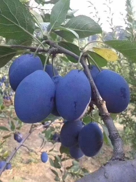 营口李子树苗  西梅苗  西梅蓝蜜李，