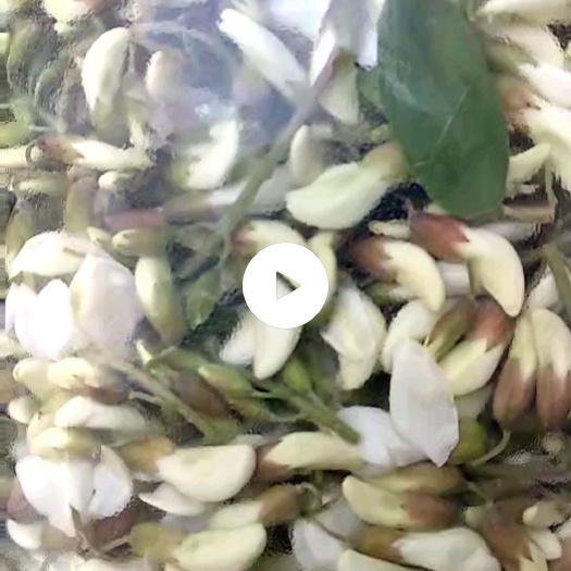 辉县市槐花