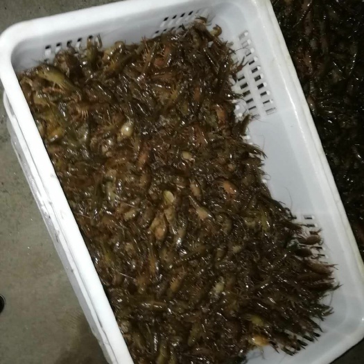 监利市小龙虾苗 