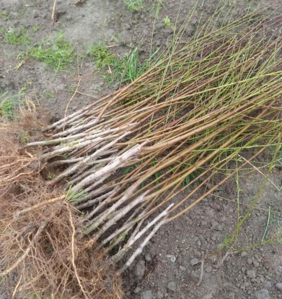 桃树苗湖南炎陵锦绣黄桃苗 根系发达 大量批发支持种植技术指导