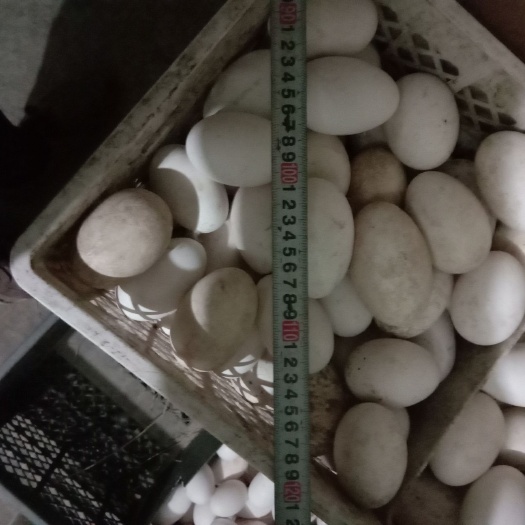 海兴县大三花鹅蛋 孵化 箱装 