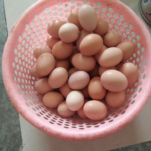 随县土鸡蛋 食用 箱装 