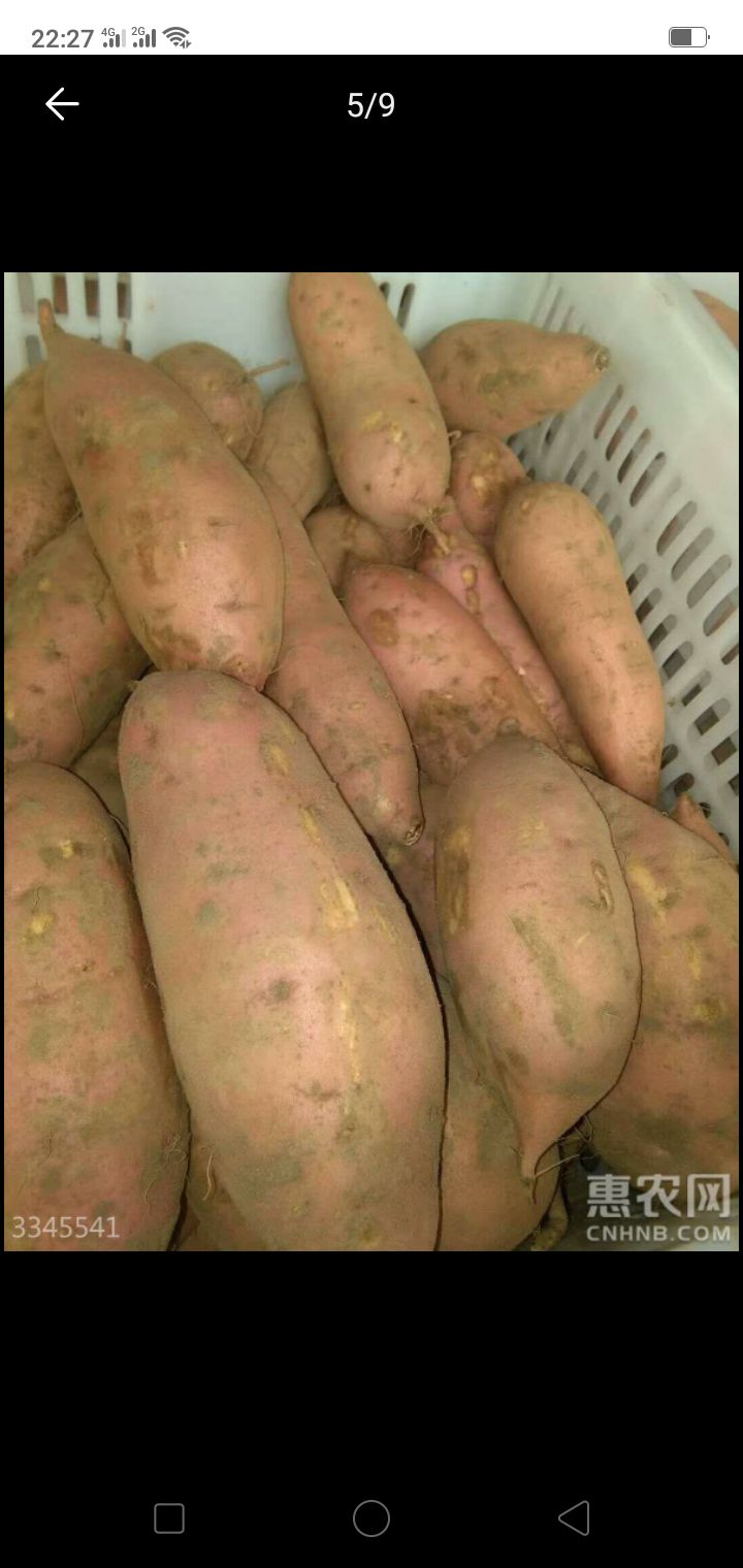 龙薯九号  混装通货 红皮 