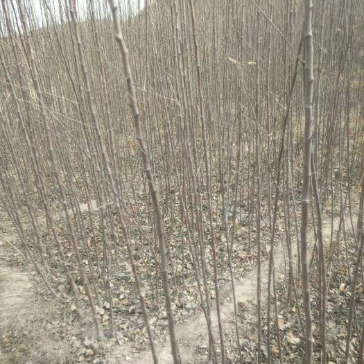 宜川县苹果接穗 红仟，旮旯，红富士树苗出售