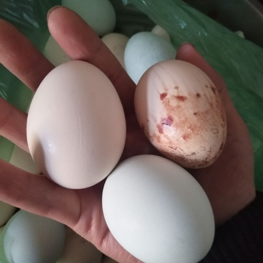 宁晋县笨鸡蛋 食用 简包装 