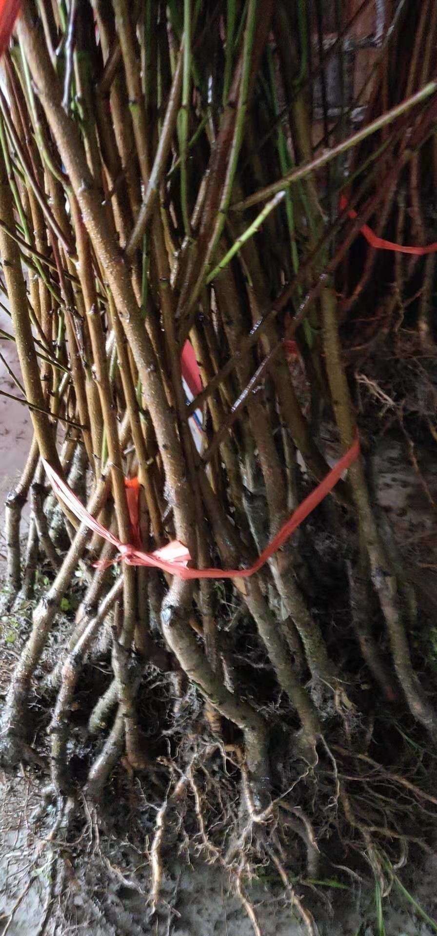 桃树苗湖南炎陵锦绣黄桃苗 根系发达 大量批发支持种植技术指导