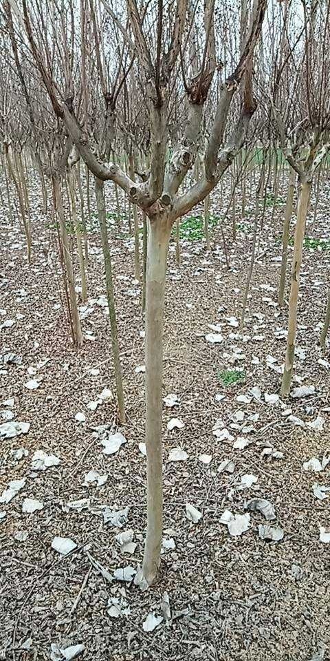 沭阳县速生紫薇 