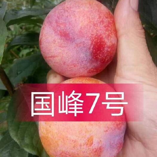 平邑县国峰7号李子苗 