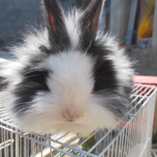太和县獭兔种兔  自家养殖宠物兔垂耳兔猫猫兔侏儒兔道奇兔一只也包邮