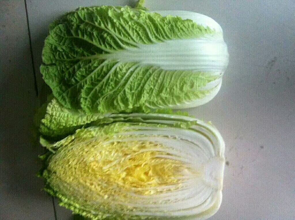 大白菜 黄心大白菜  货源充足