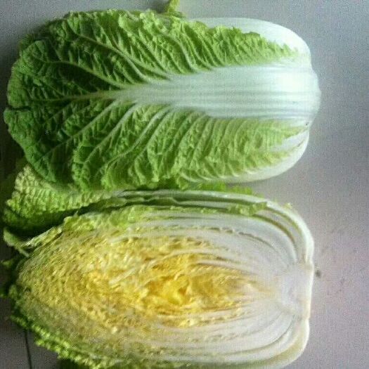 莒县大白菜 黄心大白菜  货源充足