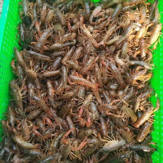 泸县泸州生态小龙虾 2钱以下 塘虾 