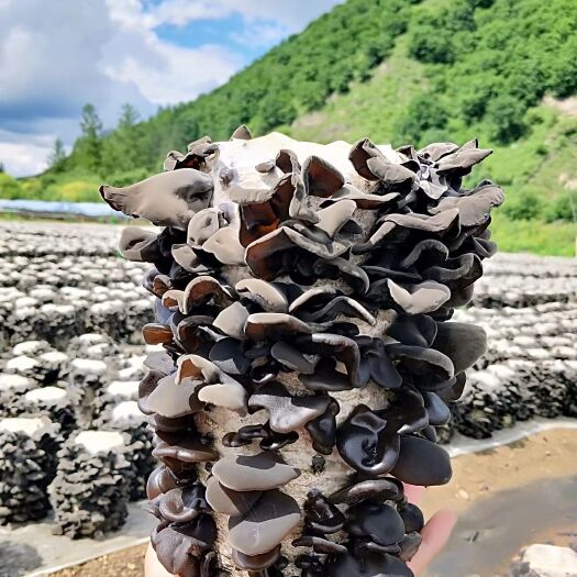 穆棱市东北黑木耳 特级 干木耳