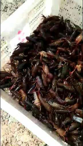 监利市监利小龙虾 2-4钱 稻田虾 