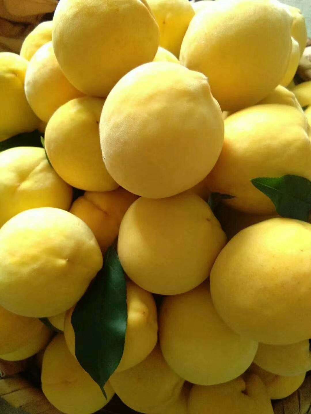 桃树苗湖南炎陵锦绣黄桃苗 根系发达 大量批发支持种植技术指导