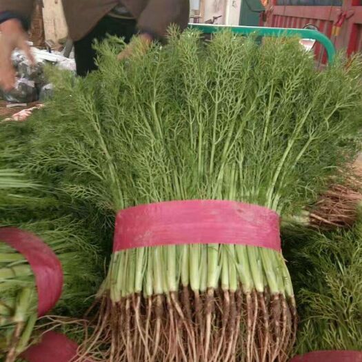 邯郸 精品茴香苗