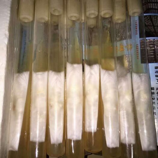 长丰县榆黄蘑菌种 菌种
