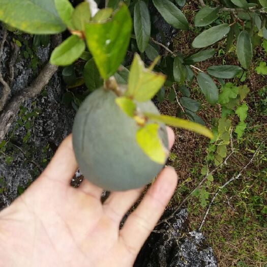 佛山薜荔 