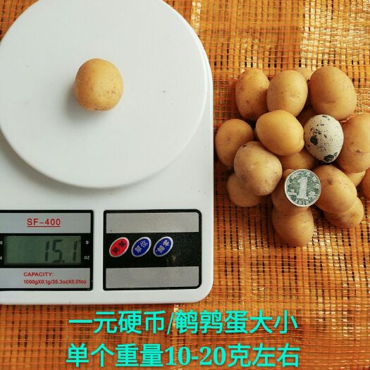 滕州市荷兰15号土豆 1两以下
