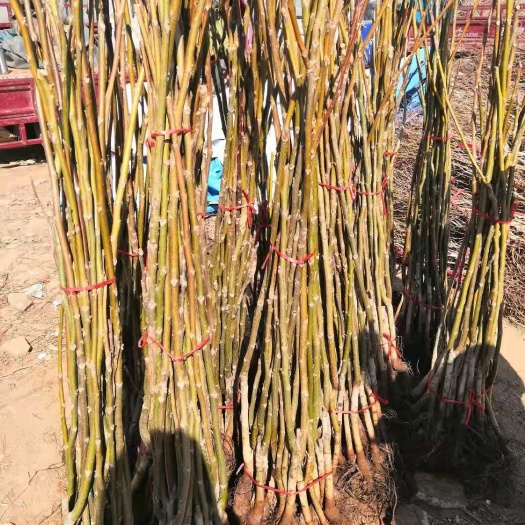 平邑县薄皮核桃苗 