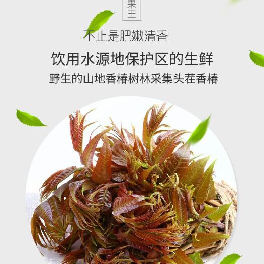 蒙阴县红香椿芽 12cm以上 